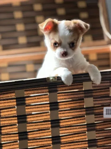 Chihuahua - Perfeitos para apartamento