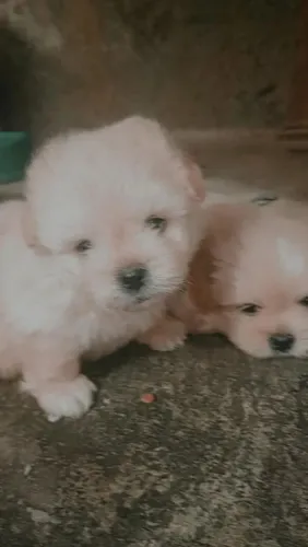 Cachorro lulu fêmea filhote 