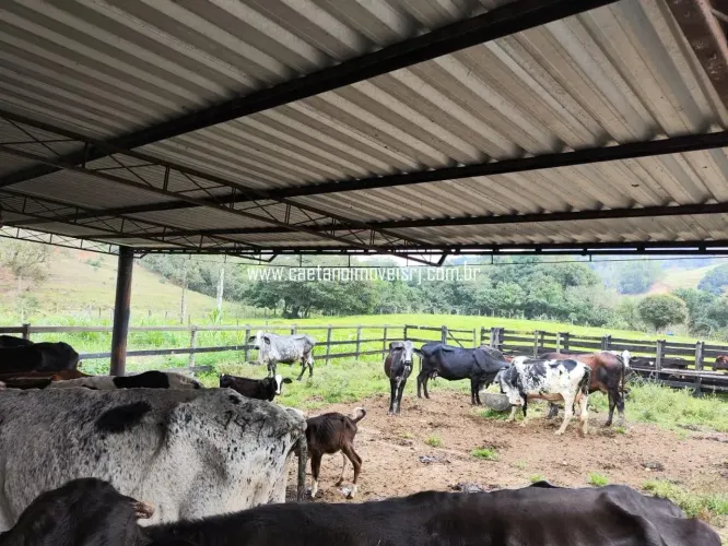 Fazendinha Produtiva C/ 17 Hectares - Rica em Água - C/ Localização Nobre