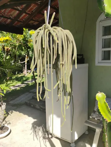 Vende-se estas plantas