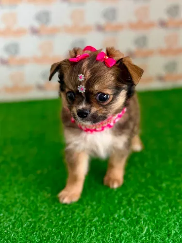 Chihuahua fêmea