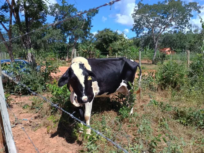 Vaca holandesa 