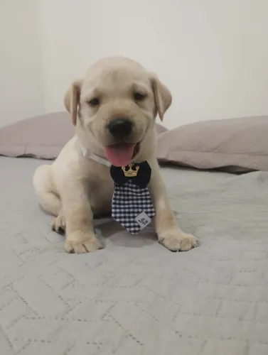 Filhote de labrador