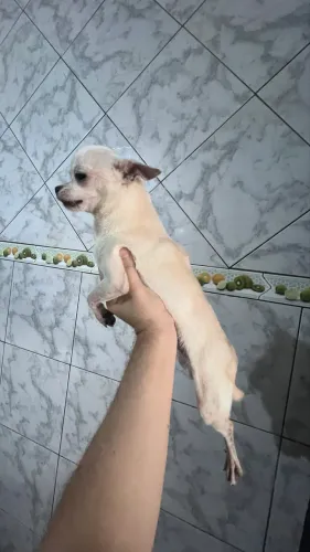 Chihuahua