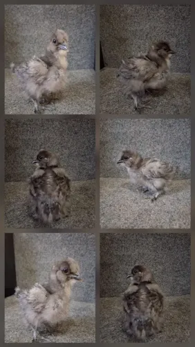 Sedosa do Japão