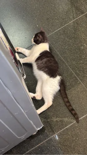 Gatos para adoção