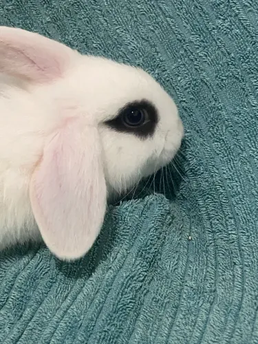 Filhote coelho Mini Lop broken 