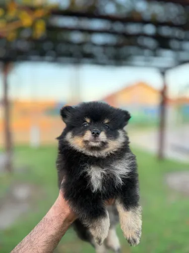Lulu da pomerania 