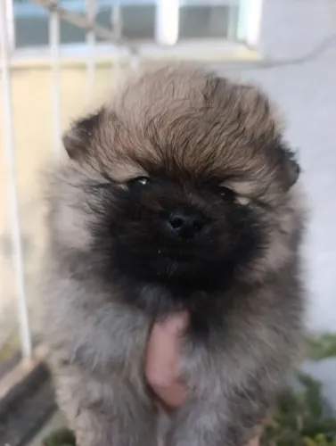Filhote Spitz alemão