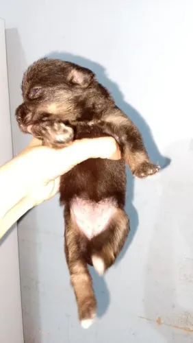 Cachorro