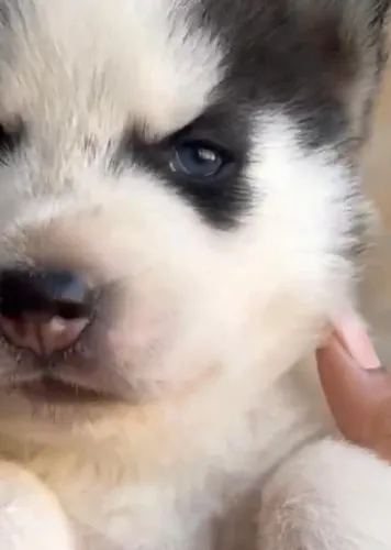 Husky siberiano com caracteristicas marcantes