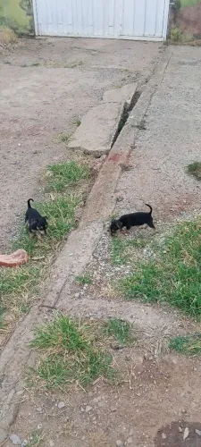 Pinscher