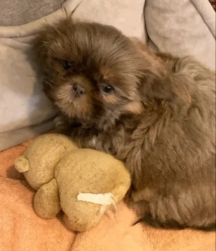 Filhotes de Shih Tzu | Prontos para brincar e amar
