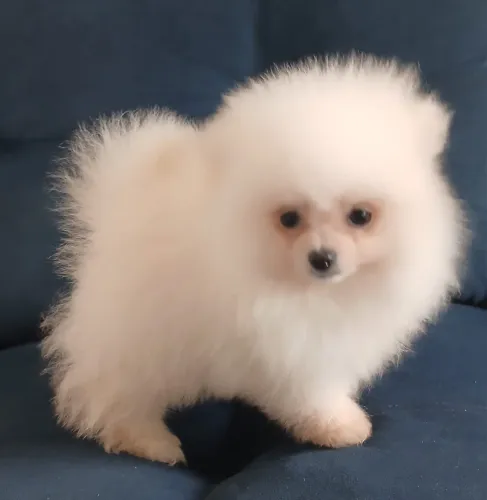 Spitz 