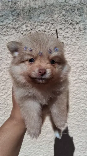 Spitz beaver fêmea lulu da pomerania