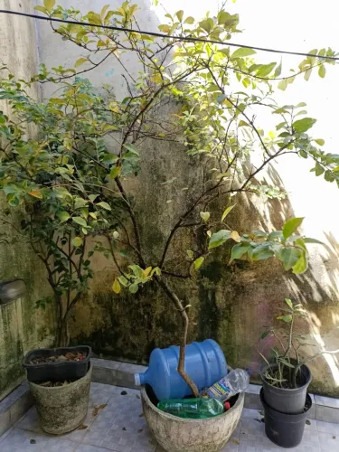 Pé de acerola