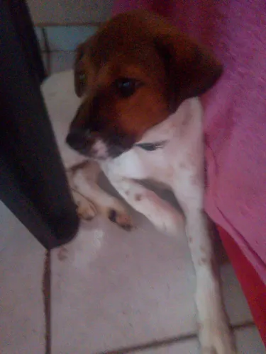 Cãozinho muito lindo