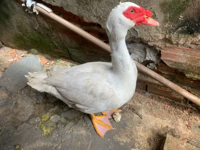 Patarão pro Cirio Criado só na ração pato grill