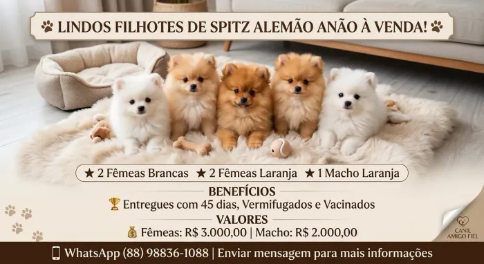 Ninhada de Spitz Alemão Anão