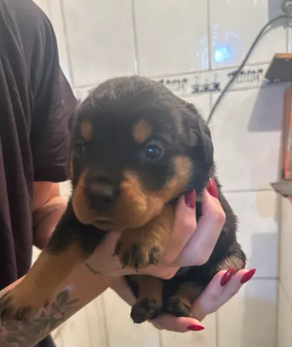 Filhotes de Rottweiler.
