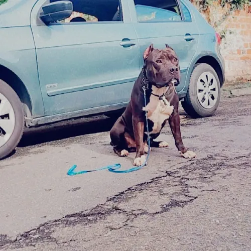 Cachorro 