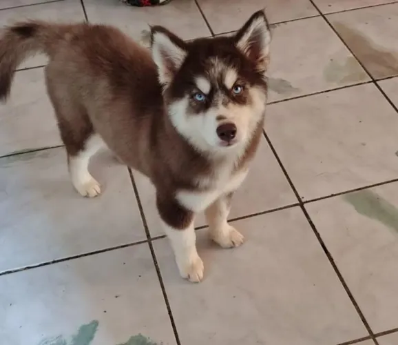 Husky Siberiano 