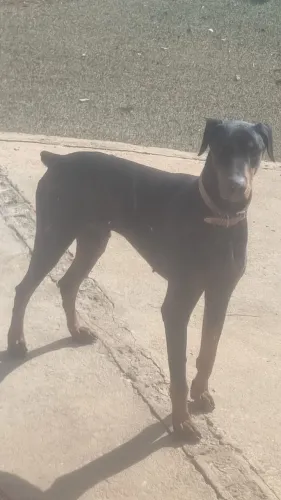 Doberman Adulto