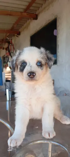 Filhotes Borde Collie