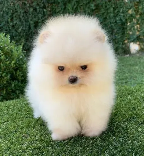 Super lindinhos? Lulu da pomerania macho promoção 