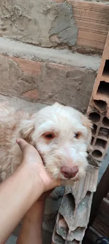 Doação de cachorra
