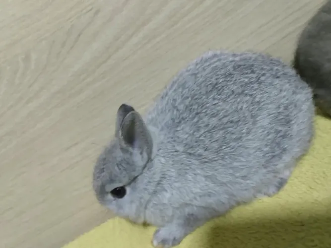 Coelhos mini nether