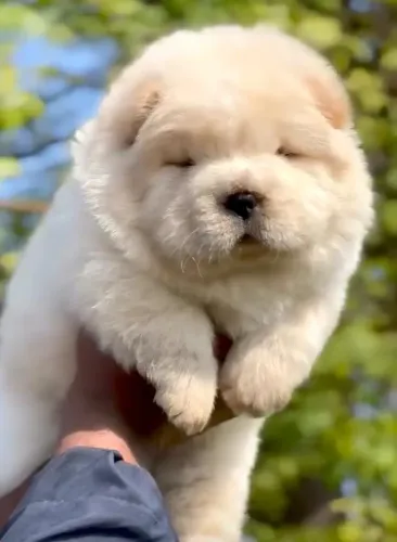 Filhotes de Chow Chow | Companhia que encanta todo dia.