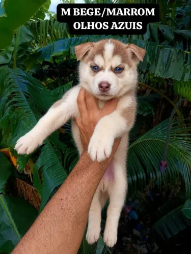 Filhote husky siberiano puro