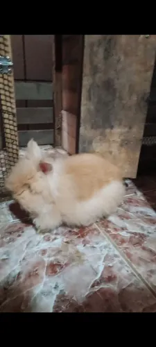 Coelho Mini Lion disponível