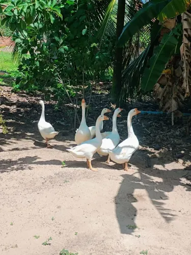 Vende se gansos