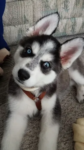 Husky Filhotinho cheio de vida esperando por você
