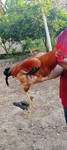 Galo