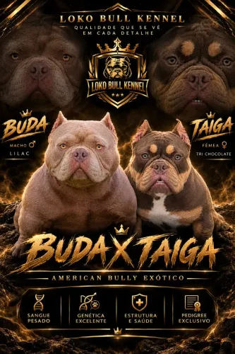Filhotes American bully