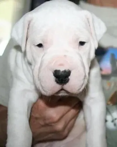 Dogo Argentino