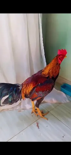 Vendo galo bode muito novo 300 reais não abaixo o valor 