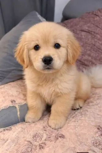 Lindos Filhotes de Golden Retriever | Alegria Para Toda a Família