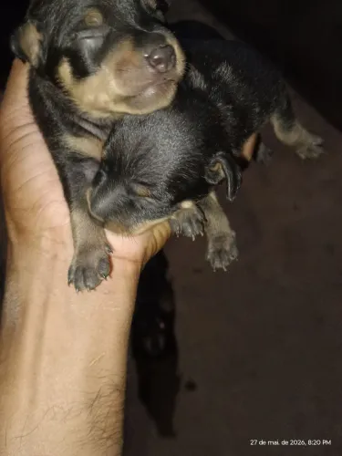 Vendesse cachorro pinsche 