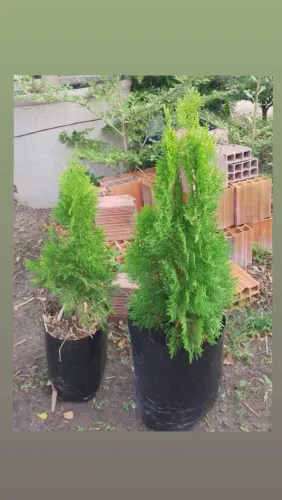 Tuia - Planta natural ornamental
