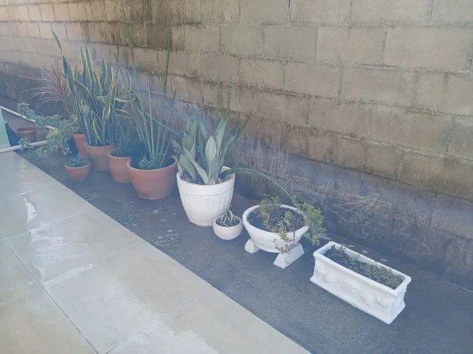 Plantas