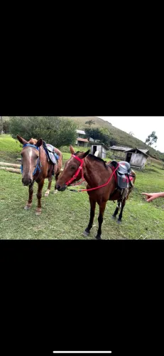 Cavalos Mangalarga marchador