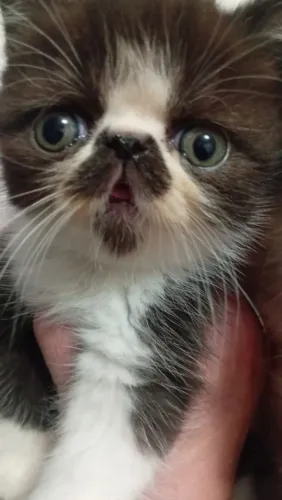 Gato exótico filhote!!