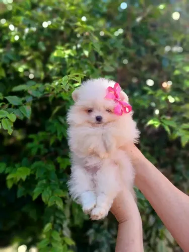 Lulu da Pomerânia 