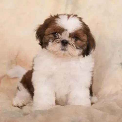 Filhotes de Shih Tzu | Curiosidade que não cabe em si.