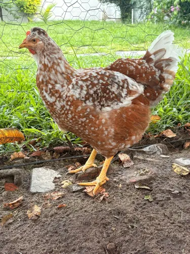 OVOS, PINTINHOS E FRANGOS(AS) DE GALINHA GSB ( DÚZIA + 3 DE BRINDE)