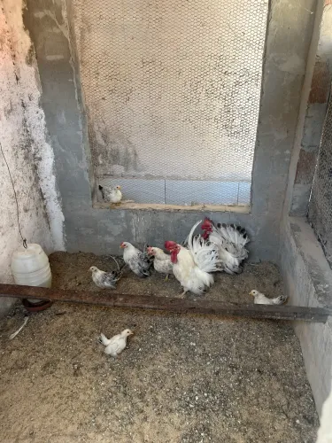 Filhotes de galinha Sarama 4 fêmeas e um macho